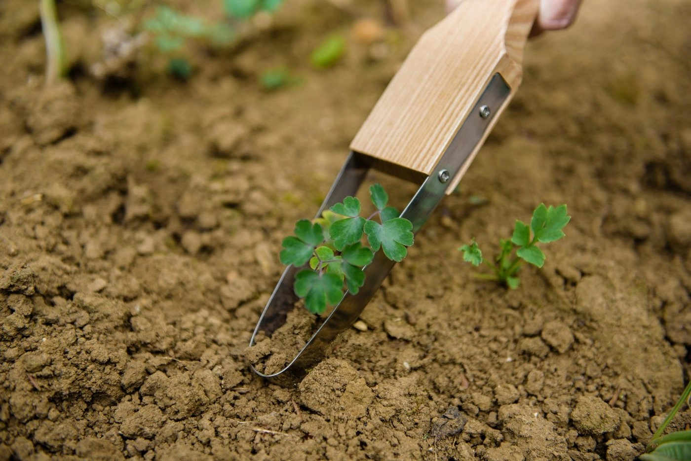 Kent & Stowe Unkrautstecher »Unkrautschlinge«, 32 cm Gesamtlänge