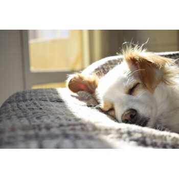 Mooiza Pet Zen Forte Gel