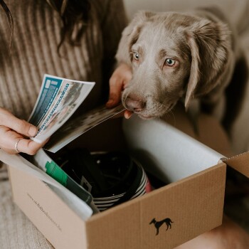 Hunter Welpen-Starterset