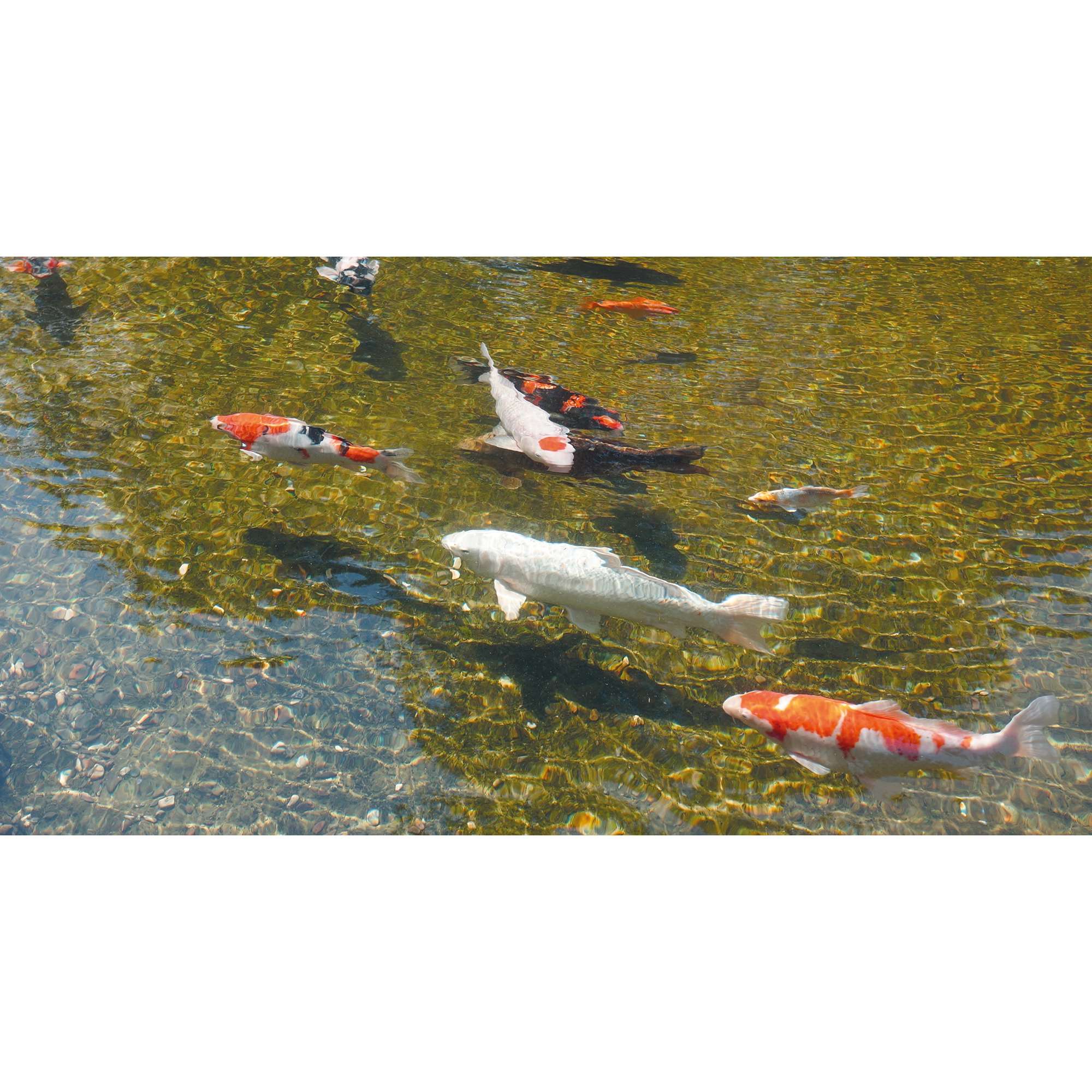 Algenklärer AlgClear