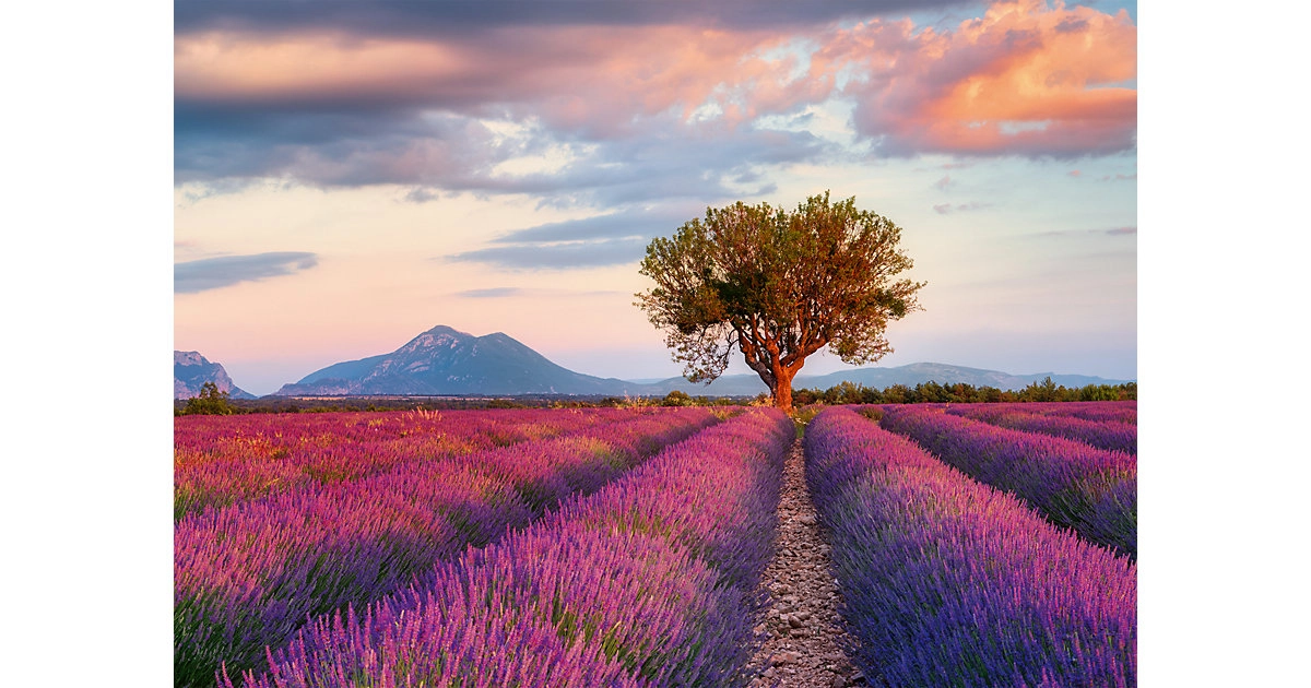 Ravensburger 1000 Teile Puzzles: Lavendelfeld in der goldenen Stunde